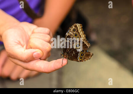 Big brown papillon avec motif unique se trouve sur un doigt de la femme. Banque D'Images