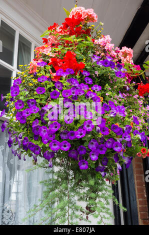 La ville de Sidmouth, Devon, Angleterre. Une suspension de la floraison rose et blanche de pétunias et géraniums en dehors d'une chambre face à la mer. Banque D'Images