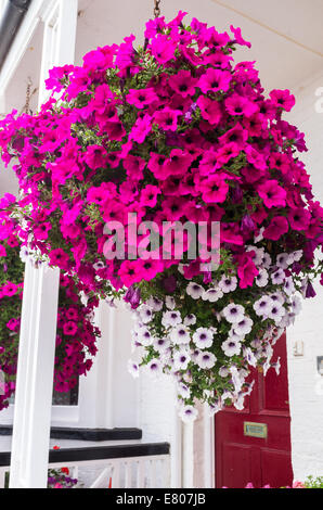 La ville de Sidmouth, Devon, Angleterre. Une suspension de la floraison rose et blanche de pétunias en dehors d'un front de mer chambre à Sidmouth. Banque D'Images