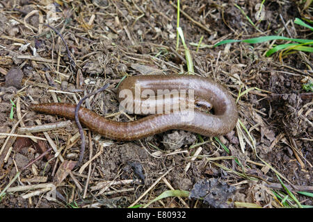 Ver lent (Anguis fragilis) sur une réserve naturelle dans le Herefordshire UK campagne Banque D'Images