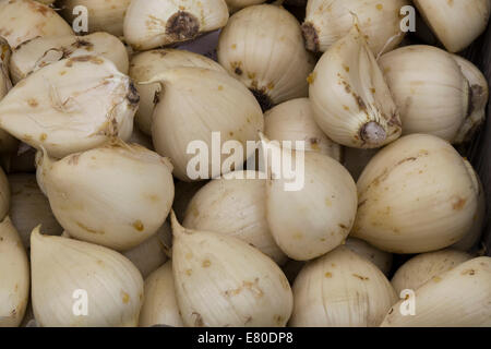 Bulbes d'Allium Giganteum Banque D'Images