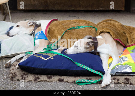 Ancien chien Greyhound au chaud dans sa couverture Banque D'Images