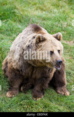 Un ours brun en captivité Ursus arctos Ours Kodiak Banque D'Images