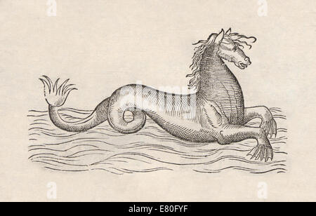Illustration de sea horse comme créature marine de 'Historia animalium" par Conrad Gessner (1516-1565). Voir la description pour plus d'informations. Banque D'Images