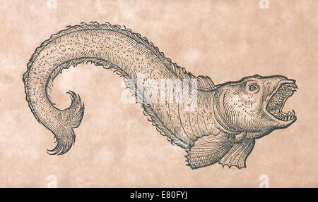 Illustration de créature marine de 'Historia animalium" par Conrad Gessner (1516-1565). Voir la description pour plus d'informations. Banque D'Images