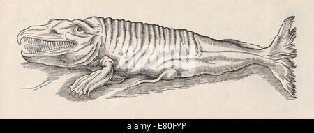 Illustration de créature marine de 'Historia animalium" par Conrad Gessner (1516-1565). Voir la description pour plus d'informations. Banque D'Images