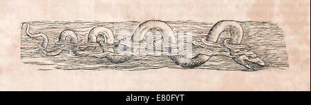 Illustration de créature marine de 'Historia animalium" par Conrad Gessner (1516-1565). Voir la description pour plus d'informations. Banque D'Images