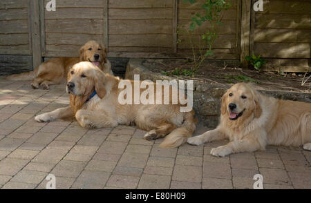 La litière golden retriever les frères et sœurs, un frère et deux sœurs de contentement couchés dans jardin de devant Banque D'Images