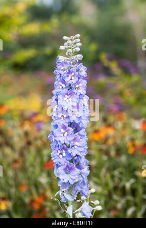 Delphinium bleu à une frontière. Banque D'Images