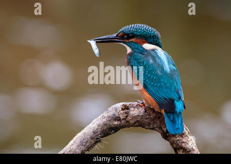 Kingfisher (Alcedo atthis commun). Perché à la pêche. United Kingdom Banque D'Images