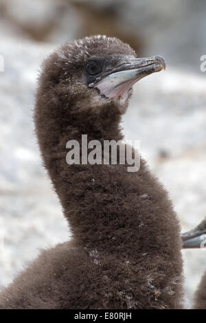 Portrait de blue-eyed cormorant Antarctique près de poussin duveteux nest Banque D'Images