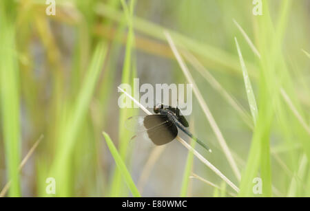 Libellule sur brin d'herbe Banque D'Images