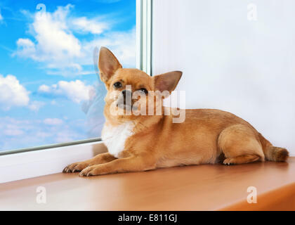 Chien chihuahua rouge se trouve sur rebord de la fenêtre et regarde au loin. Banque D'Images