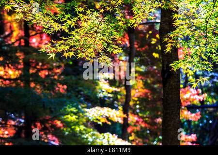 Feuille d'érable colorée pour adv ou autres fins utiliser Banque D'Images