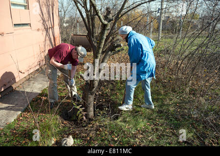 Couple d'arbres pour la masse des fouilles à l'automne jardin rural. Banque D'Images