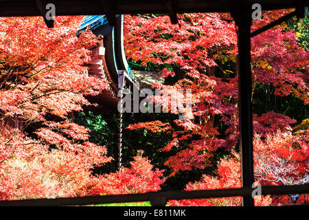 Feuille d'érable colorée pour adv ou autres fins utiliser Banque D'Images