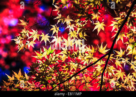 Feuille d'érable colorée pour adv ou autres fins utiliser Banque D'Images