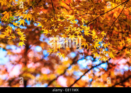 Feuille d'érable colorée pour adv ou autres fins utiliser Banque D'Images