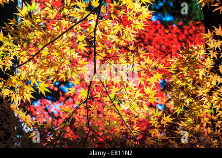 Feuille d'érable colorée pour adv ou autres fins utiliser Banque D'Images