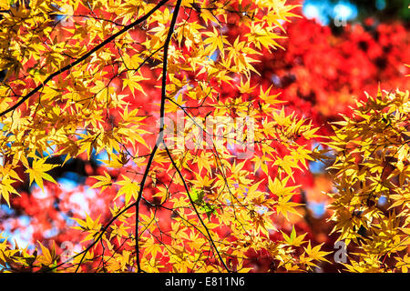Feuille d'érable colorée pour adv ou autres fins utiliser Banque D'Images