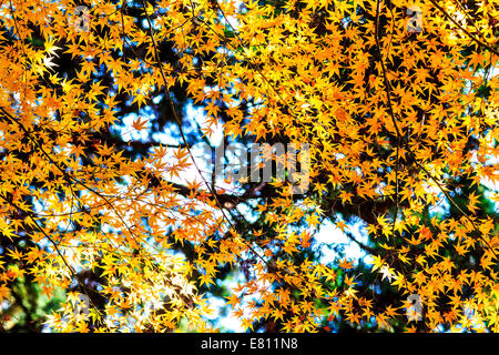 Feuille d'érable colorée pour adv ou autres fins utiliser Banque D'Images