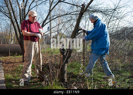 Masse Couple creuse avec des pelles pour enlèvement d'un arbre à l'automne jardin rural. Banque D'Images