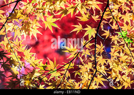 Feuille d'érable colorée pour adv ou autres fins utiliser Banque D'Images