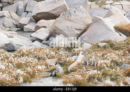 Deux chiots chiens de traîneau de chien du Groenland à l'automne Banque D'Images