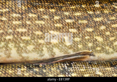 Peau d'un poisson avec des écailles. La texture et la structure de l'éviction de coloriage le brochet. Banque D'Images