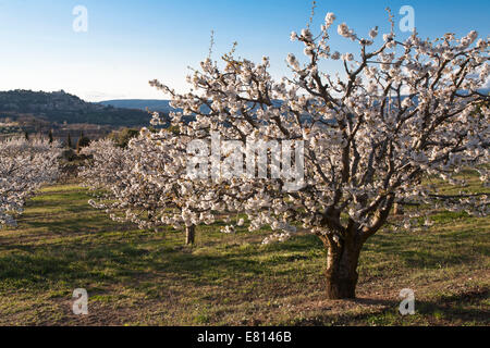 France, Provence Alpes Cote Azur, Vaucluse, les fleurs de cerisier dans le Luberon Banque D'Images