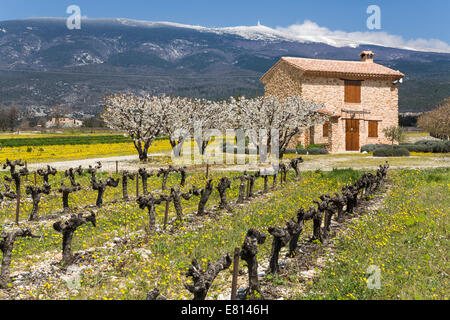 France, Provence Alpes Cote Azur, Vaucluse, cerisiers, vignes dormantes, maison en pierre, beaucoup de Mont Ventoux Banque D'Images