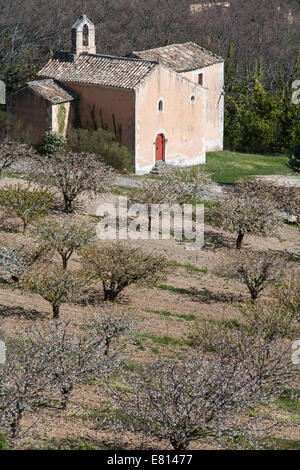 France, Provence Alpes Cote Azur, Vaucluse, fleurs de cerisier Banque D'Images