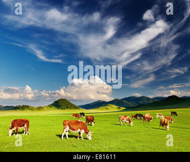 Paysage de montagne de pâturage avec des vaches et ciel bleu Banque D'Images