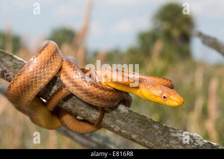 Serpent rat jaune lovés dans un palmier - Pantherophis alleghaniensis Banque D'Images