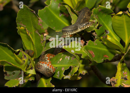 Mangrove Salt Marsh - Couleuvre d'eau Nerodia clarkii compressicauda Banque D'Images