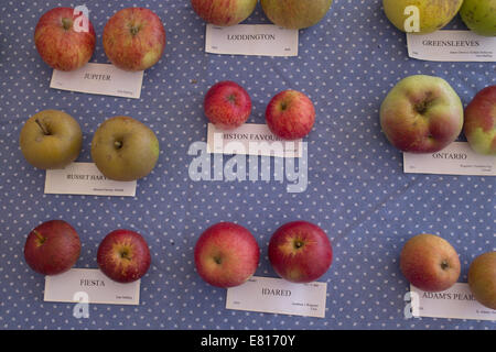 Variétés de pommes sur l'affichage à une journée d'Apple, y compris Histon, Idared, Fiesta, l'Ontario, Blakes of Dover et Jupiter. Banque D'Images