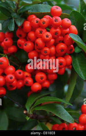 Pyracantha red berries, automne, England, UK - close-up Banque D'Images