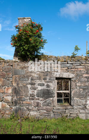 Old croft house sur l'île de Lewis avec Rowan arbres poussant hors des murs Banque D'Images