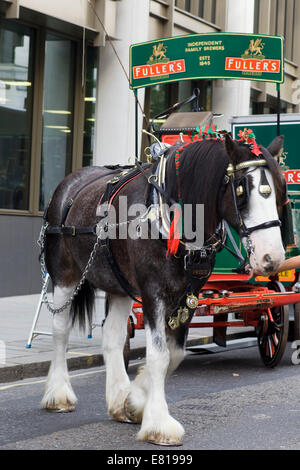 Shire Horse exploités à un dray dans les rues de Londres, Angleterre Banque D'Images