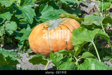 Gros gros plan dans le jardin de citrouille Banque D'Images