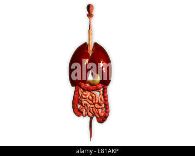 Vue avant du système digestif humain avec les poumons. Banque D'Images