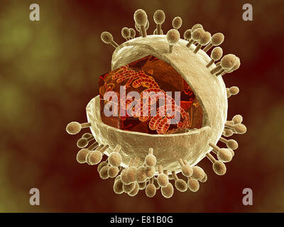 Image conceptuelle du cytomégalovirus humain. Le cytomégalovirus est un genre de la famille des Herpesviridae virale. Banque D'Images