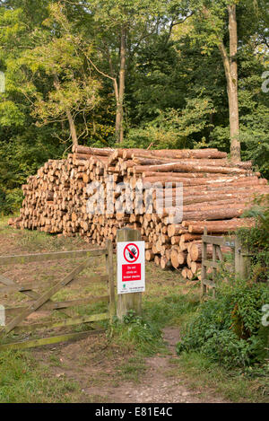 Santé et la sécurité à ne pas monter sur les piles de bois' signe en face de couper des arbres dans un terrain boisé. UK Banque D'Images