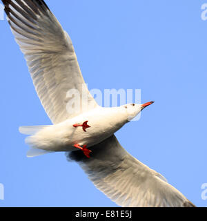 Gros plan du flying seagull sur fond de ciel magnifique Banque D'Images