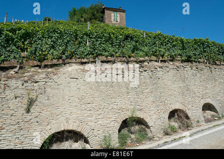 Italie,vignobles du Piémont : Langhe-Roero et Monferrato sur la Liste du patrimoine mondial de l'UNESCO : vignobles de Santo Stefano Belbo Banque D'Images