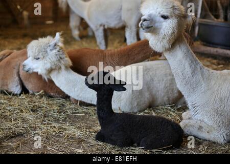 Un groupe d'alpagas reposant dans une grange. Banque D'Images