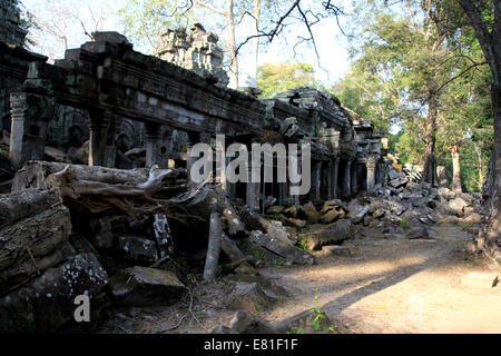 Les ruines de Ta Prohm temple, Angkor Wat, au Cambodge Banque D'Images