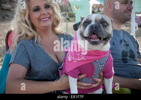 Huntington Beach, CA, USA. 28 Septembre, 2014. Cherie chien Surf avant la compétition commence à Surf City Surf Dog™ canine annuelle concours de surf. Les chiens de toutes tailles 'accrocher 20' qui s'affronteront dans quatre divisions de classe de poids, ainsi qu'un tandem de la chaleur. Ils sont jugés d'une variété de compétences, y compris la durée de leur trajet et leur confiance au conseil. Credit : Andie Mills/Alamy Live News Banque D'Images