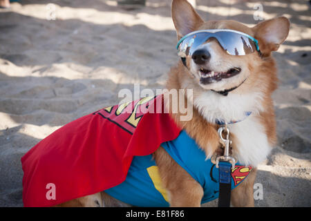 Huntington Beach, CA, USA. 28 Septembre, 2014. Un corgi habillé en Superman dans lunettes de soleil à Surf City Surf Dog™ canine annuelle concours de surf. Les chiens de toutes tailles 'accrocher 20' qui s'affronteront dans quatre divisions de classe de poids, ainsi qu'un tandem de la chaleur. Ils sont jugés d'une variété de compétences, y compris la durée de leur trajet et leur confiance au conseil. Credit : Andie Mills/Alamy Live News Banque D'Images