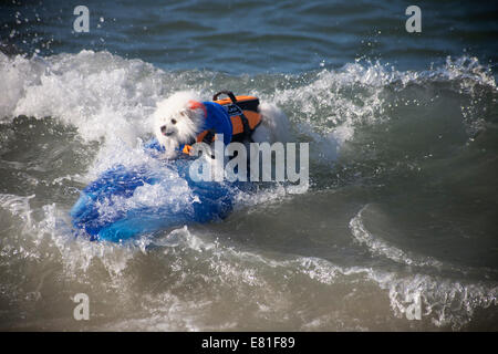 Huntington Beach, CA, USA. 28 Septembre, 2014. Un chien fait concurrence à Surf City Surf Dog™ canine annuelle concours de surf. Les chiens de toutes tailles 'accrocher 20' qui s'affronteront dans quatre divisions de classe de poids, ainsi qu'un tandem de la chaleur. Ils sont jugés d'une variété de compétences, y compris la durée de leur trajet et leur confiance au conseil. Credit : Andie Mills/Alamy Live News Banque D'Images